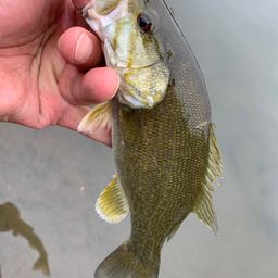 スモールマウスバス