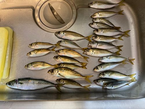 アジの釣果