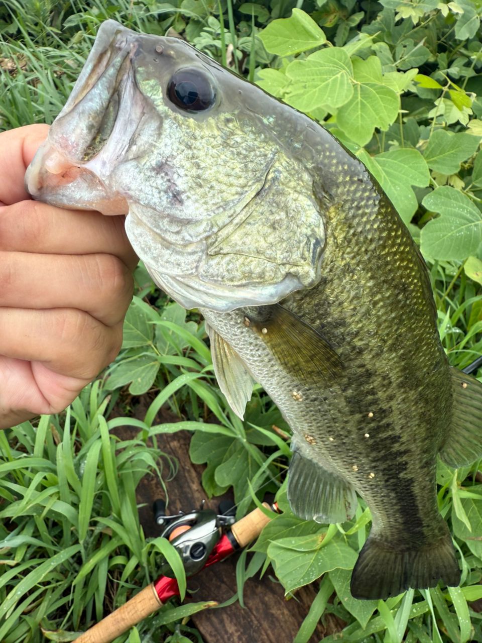 SHIMANO 18ワールドシャウラ 1832R-2の最安値・インプレ・釣果