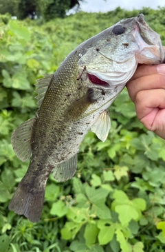ブラックバスの釣果