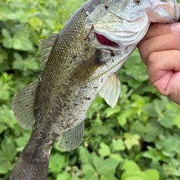 ブラックバス