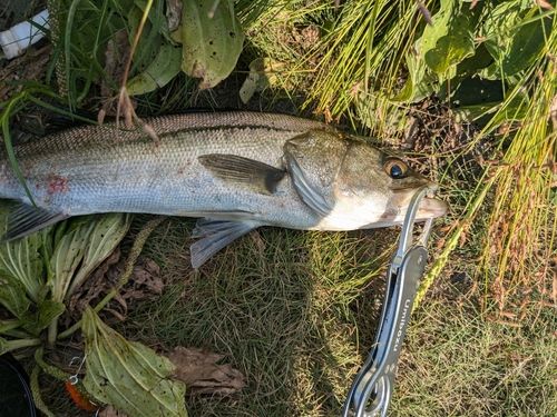 フッコ（マルスズキ）の釣果