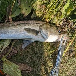 フッコ（マルスズキ）