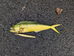 シイラの釣果
