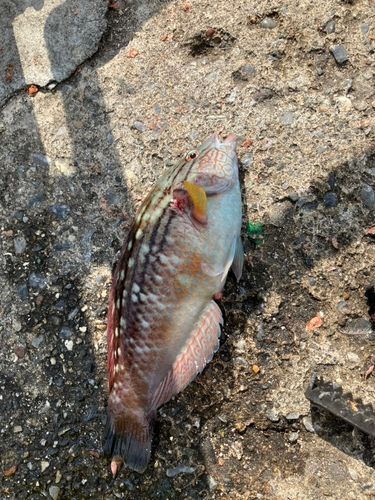 ベラの釣果