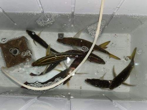 イサキの釣果