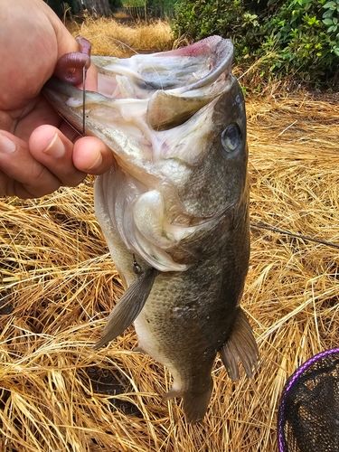 ラージマウスバスの釣果