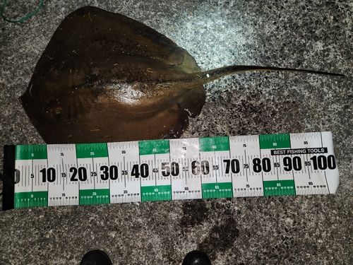 アカエイの釣果