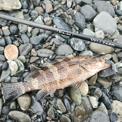 オオモンハタの釣果