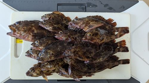 タケノコメバルの釣果