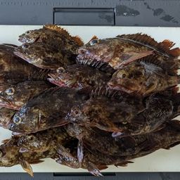 タケノコメバル