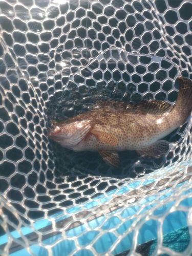オオモンハタの釣果