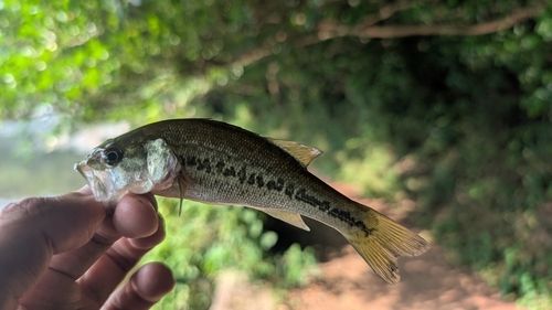 ラージマウスバスの釣果