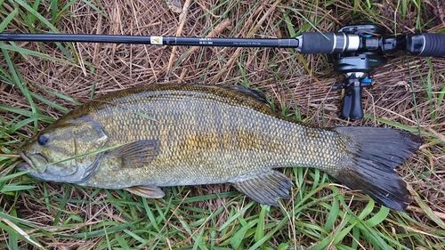 スモールマウスバスの釣果