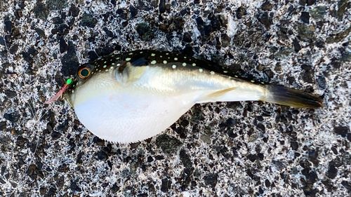 クサフグの釣果