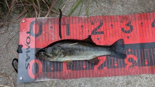 ラージマウスバスの釣果