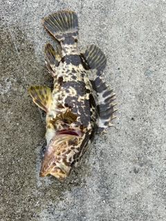 ムラソイの釣果