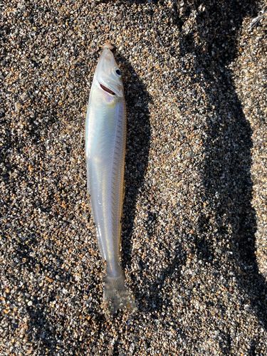 キスの釣果