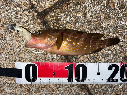 キジハタの釣果