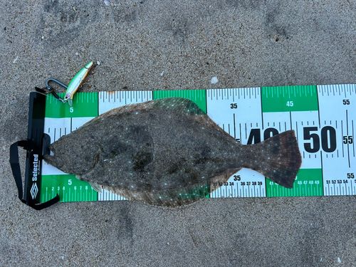 ヒラメの釣果