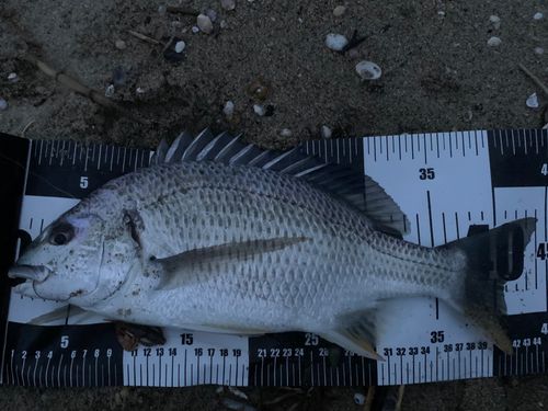 キビレの釣果