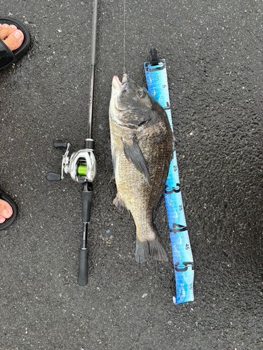 クロダイの釣果