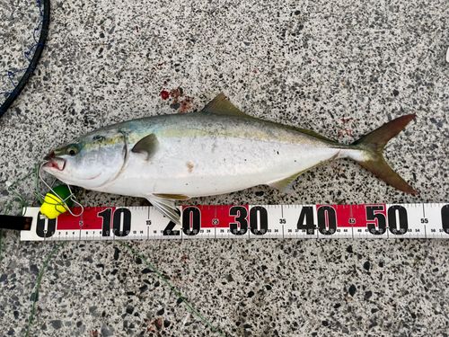 イナダの釣果