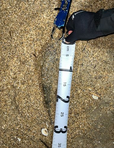 マゴチの釣果