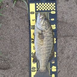 スモールマウスバス