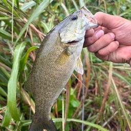 スモールマウスバス