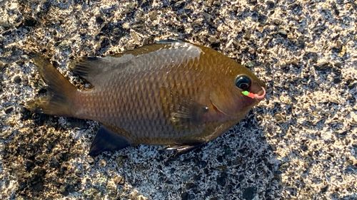 スズメダイの釣果