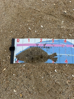 ソゲの釣果