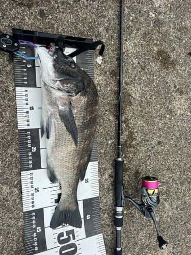 チヌの釣果