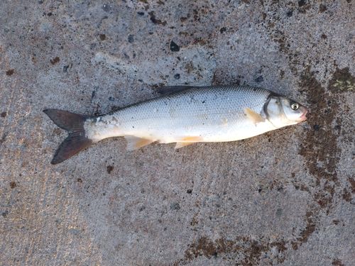 ウグイの釣果