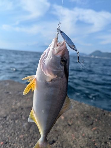 ショゴの釣果