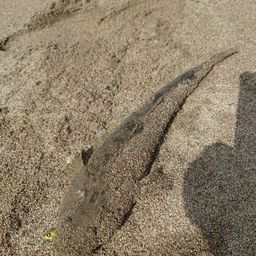 マゴチ