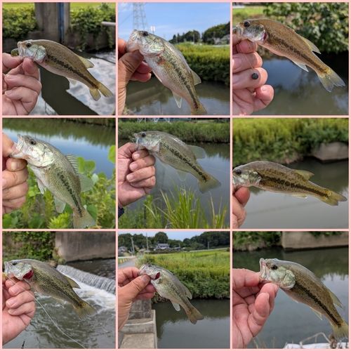ブラックバスの釣果