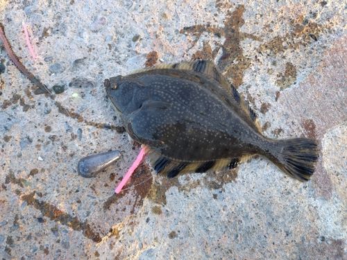 カレイの釣果