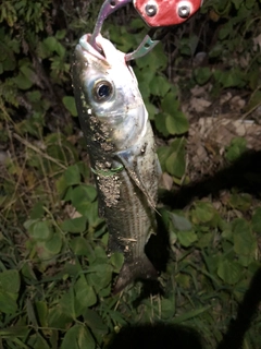 ボラの釣果