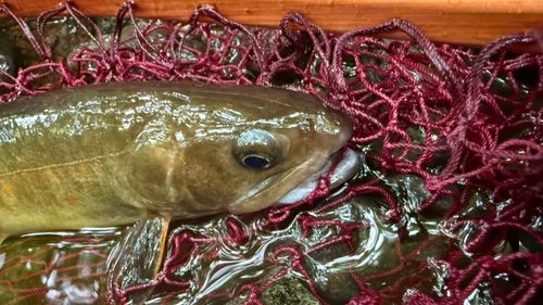 ヤマトイワナの釣果