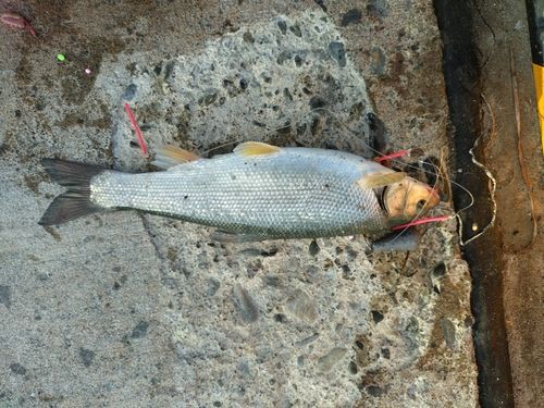 ウグイの釣果