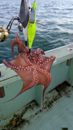 マダコの釣果