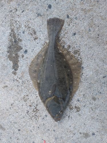 カレイの釣果