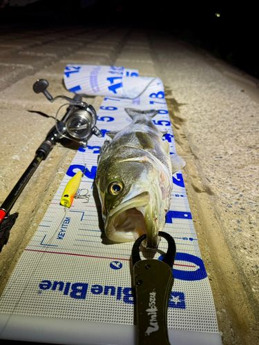 シーバスの釣果