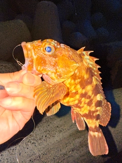カサゴの釣果