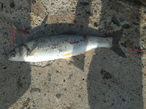ウグイの釣果