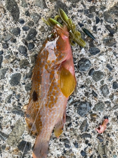 アコウの釣果