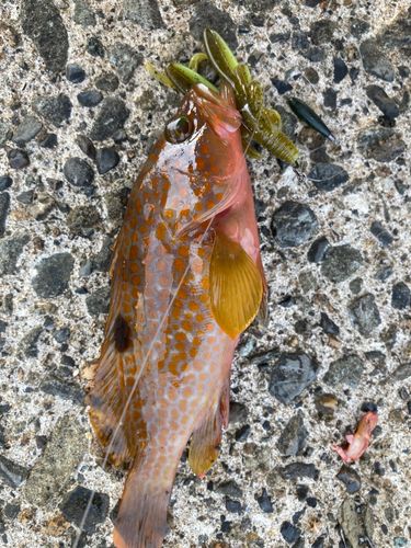 アコウの釣果