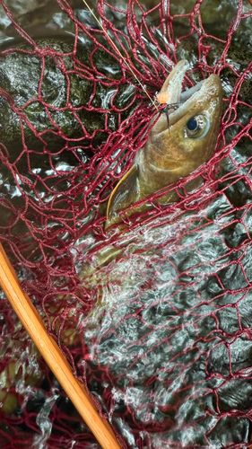 ヤマトイワナの釣果
