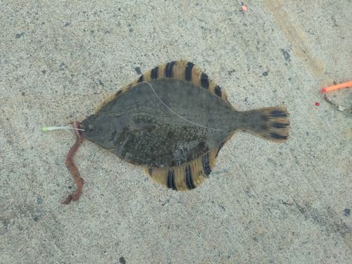 カレイの釣果